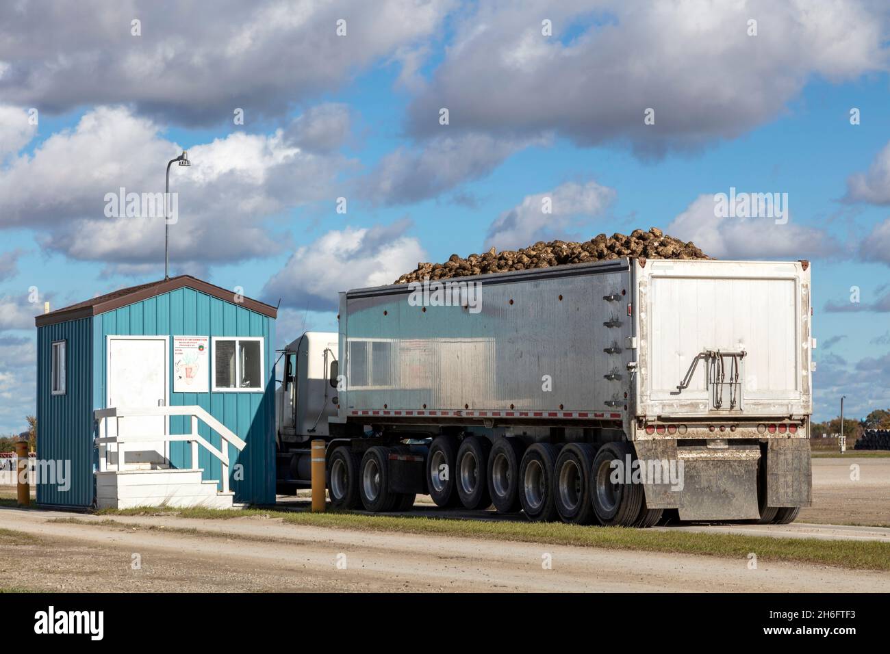 Lastwagen liefern geerntete Zuckerrüben an das Sammelzentrum Autumn, Saginaw County, MI USA, von James D. Coppinger/Dembinsky Photo Assoc Stockfoto