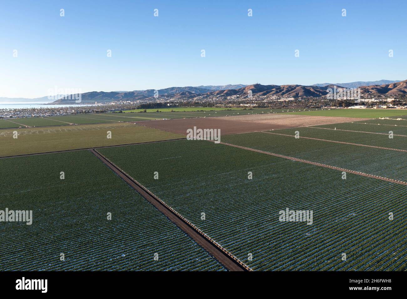Erdbeerfelder auf der Küstenebene von Oxnard in der Nähe von Ventura, Kalifornien Stockfoto