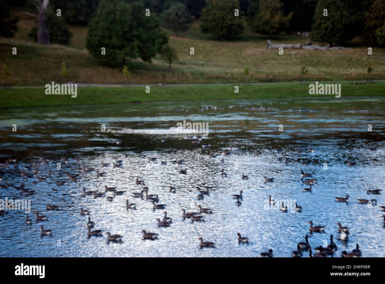 Vögel Wasservögel auf dem See in den Studley Royal Water Gardens, Studley Royal Park, Fountains Abbey, Aldfield, in der Nähe von Ripon, North Yorkshire, England Stockfoto