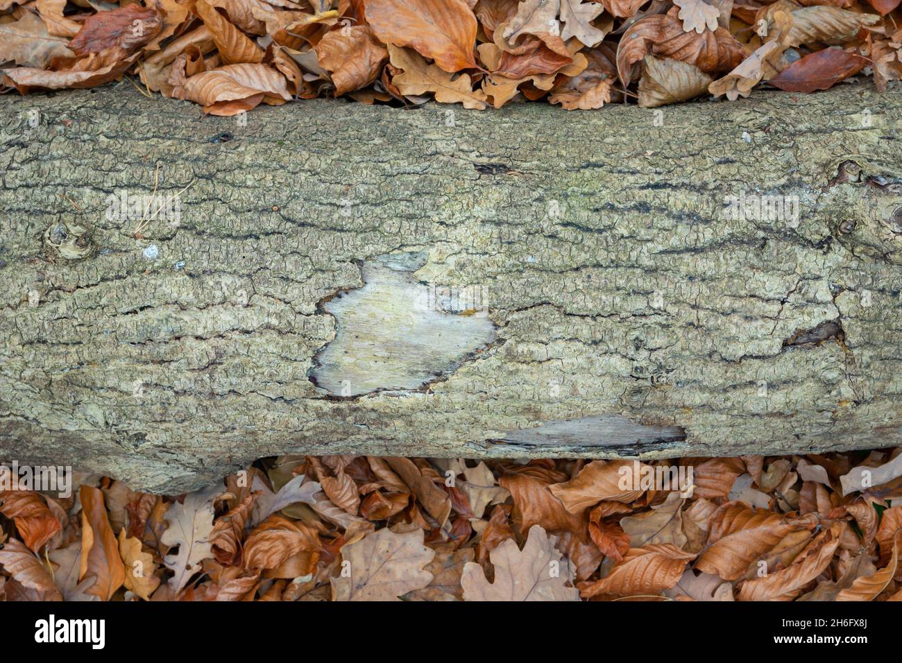 Ein alter Baumstamm, der zwischen den Blättern liegt, herbstlicher Hintergrund Stockfoto