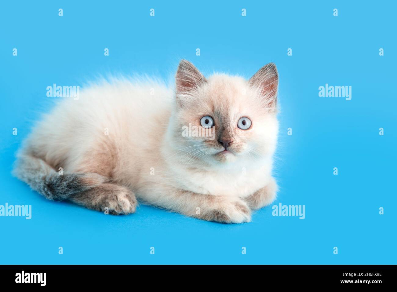 Kleine flauschige weiße Kätzchen isoliert auf blauem Hintergrund mit Kopierraum. Erschreckte Katze Haustier Tier auf Farbe Hintergrund. Veterinärkonzept für Tierarzt Stockfoto
