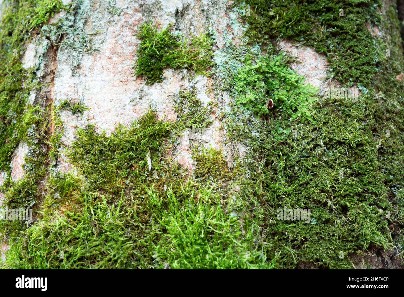 Grünes Moos wächst auf einem Baumstamm, Baumstruktur Stockfoto