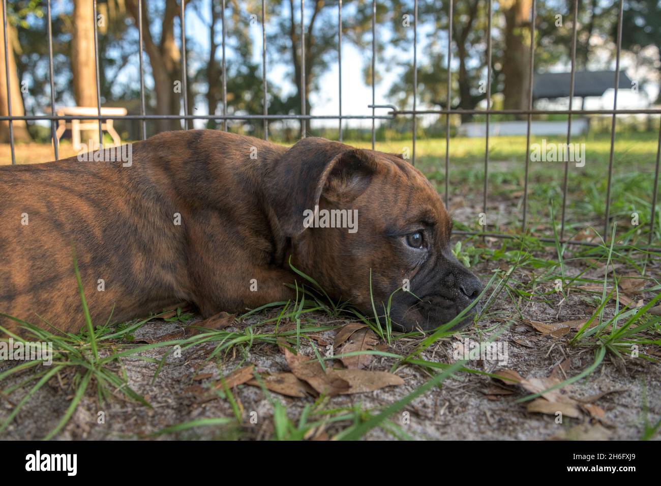 Boxerhund-Welpe liegt in der Feder auf dem Rasen Stockfoto