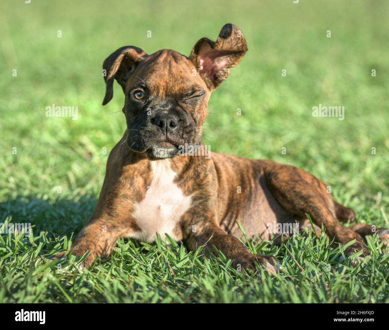 Der 9 Wochen alte brindele Boxer Hundewelpe mit einem Ohr liegt auf dem Rasen Stockfoto