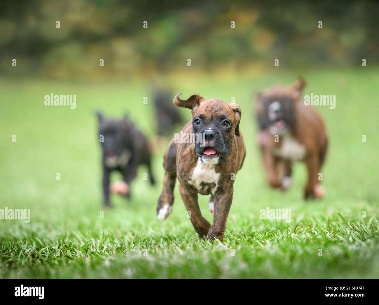 Eine Gruppe von neun Wochen alten Boxer Hundewelpen toben und laufen auf dem Rasen auf uns zu Stockfoto
