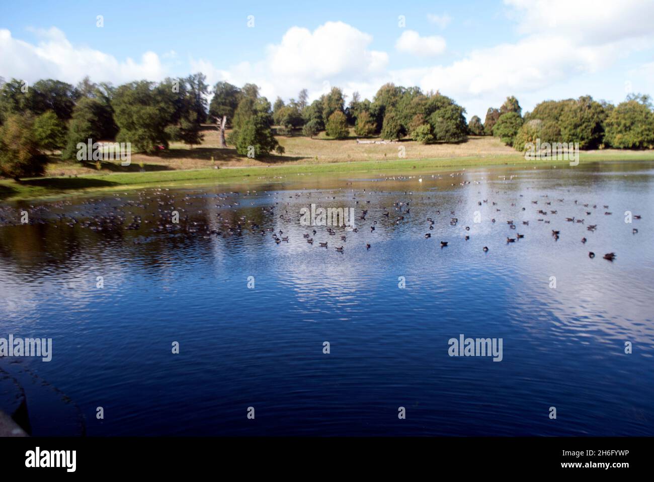 Vögel Wasservögel auf dem See in den Studley Royal Water Gardens, Studley Royal Park, Fountains Abbey, Aldfield, in der Nähe von Ripon, North Yorkshire, England Stockfoto
