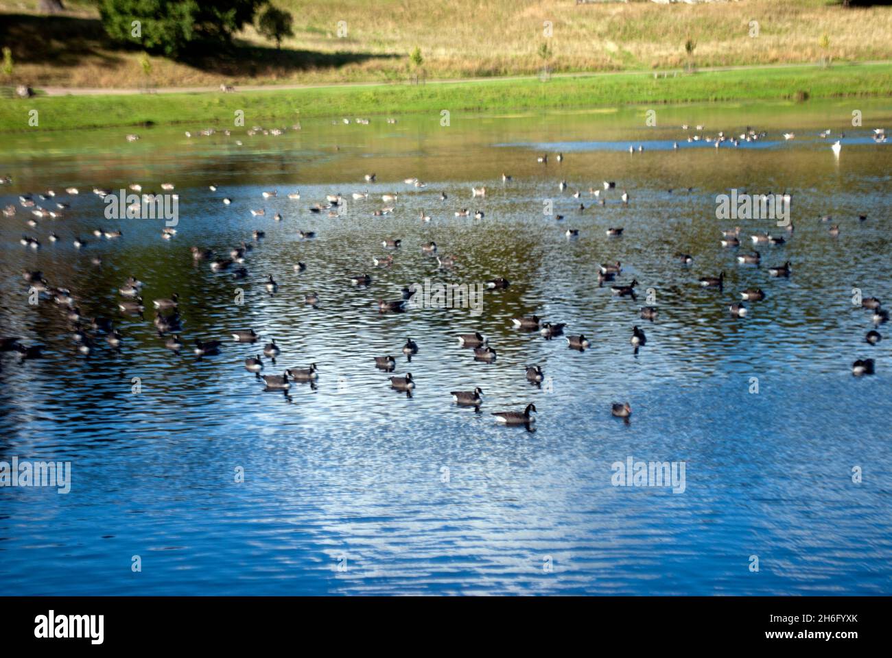 Vögel Wasservögel auf dem See in den Studley Royal Water Gardens, Studley Royal Park, Fountains Abbey, Aldfield, in der Nähe von Ripon, North Yorkshire, England Stockfoto