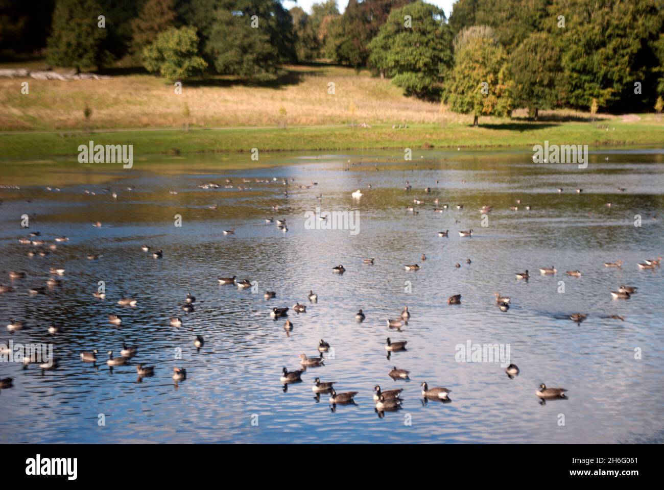 Vögel Wasservögel auf dem See in den Studley Royal Water Gardens, Studley Royal Park, Fountains Abbey, Aldfield, in der Nähe von Ripon, North Yorkshire, England Stockfoto