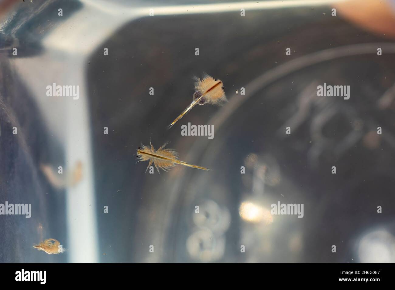 Artemia oder Artemia salina ist eine Gattung aquatischer Krebstiere, die auch als Solegarnelen bekannt ist. Artemia ist das Hauptfutter der Flamingos und der Krustentiere Stockfoto