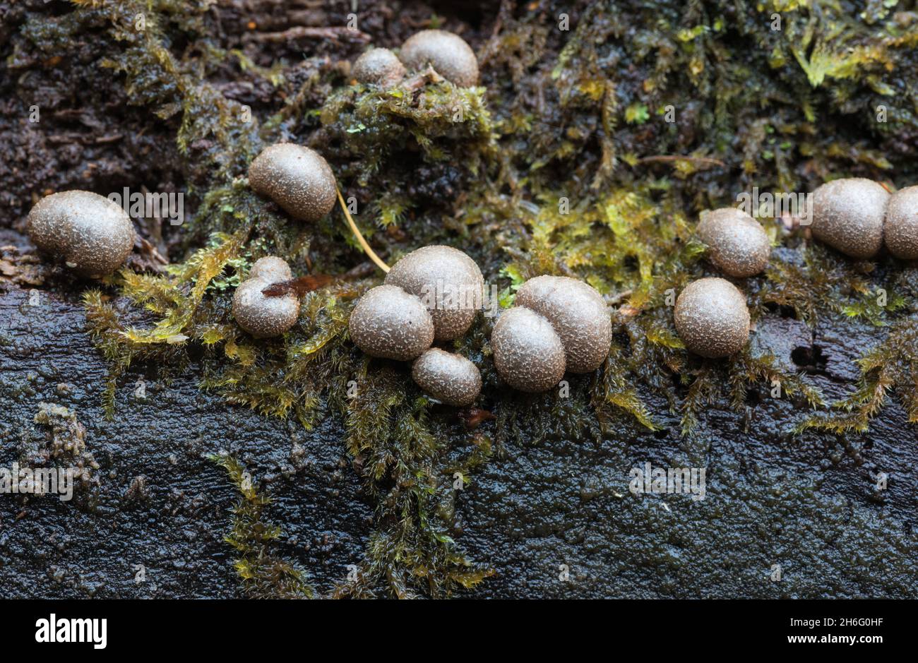 Wolfs Milchschleimform (Lycogala epidendrum) Stockfoto