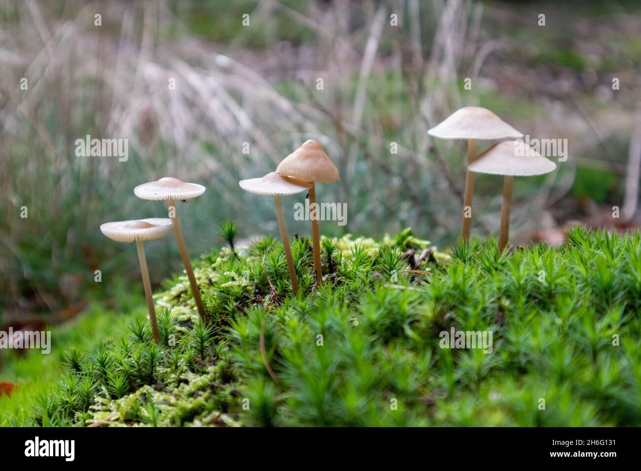 Nahaufnahme von Mycena galericulata Pilzen, die in den Fores wachsen Stockfoto