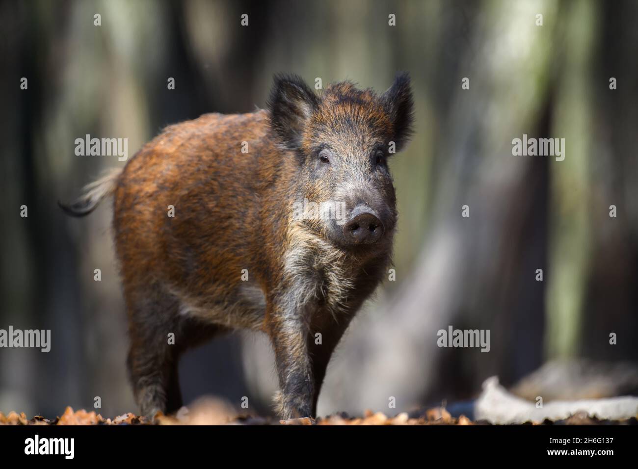 Männchen Wildschwein im Herbstwald. Wildlife-Szene aus der Natur Stockfoto