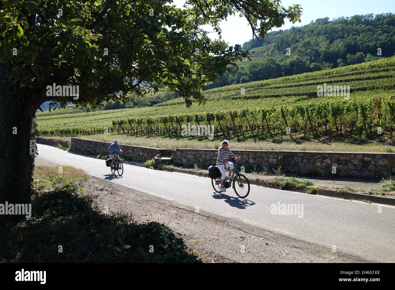 Radurlaub Paar mit dem Fahrrad durch die Weinberge des Elsass auf dem Weg nach Riquewihr in Frankreich Stockfoto