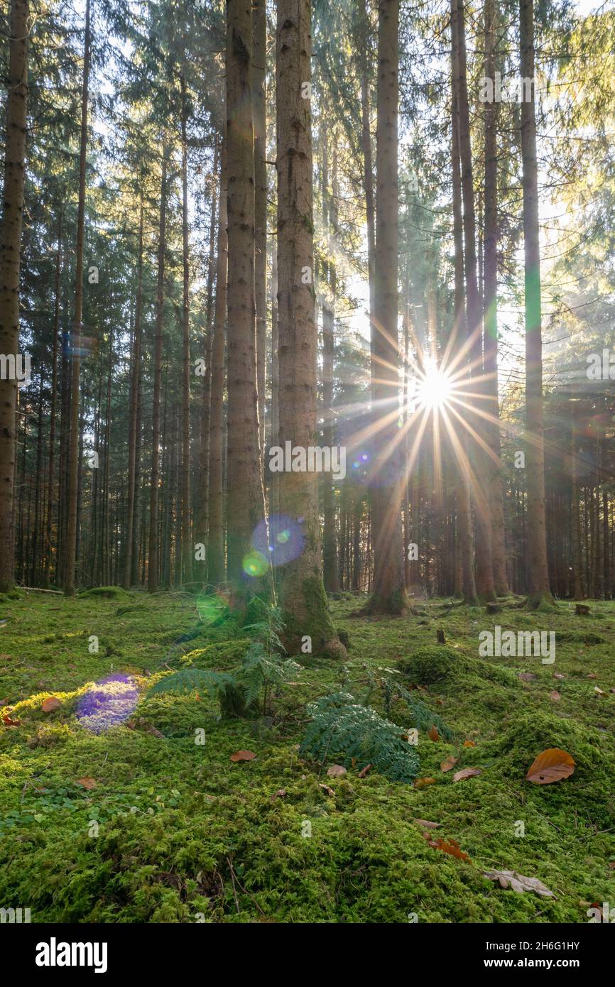 Sonnenstrahlen, die in der Herbstsaison im Hochformat in einen Wald fallen, gesunde Atmosphäre in den ländlichen Wäldern. Stockfoto