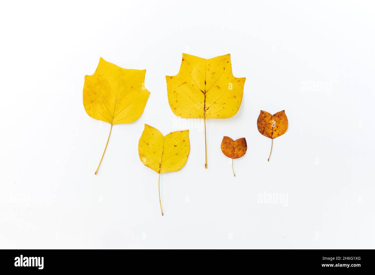 Komposition aus goldenem dekorativem Ahorn Herbstblätter auf weißem Hintergrund. Flach liegend, Draufsicht minimal neutral geblümt. Elegante, saisonale Einrichtung Stockfoto