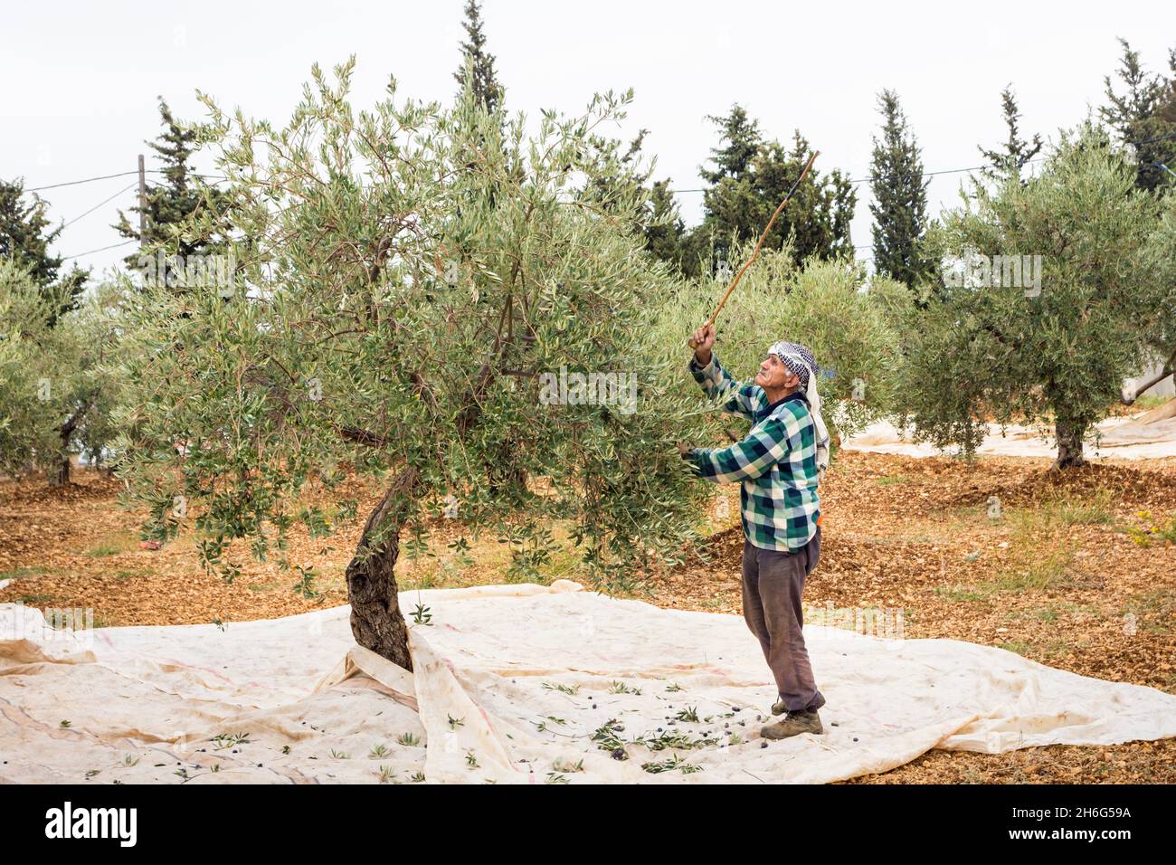 lterer Mann, der whrend der Erntezeit mit einem Stock auf einen Olivenbaum  trifft, Libanon Stockfotografie - Alamy