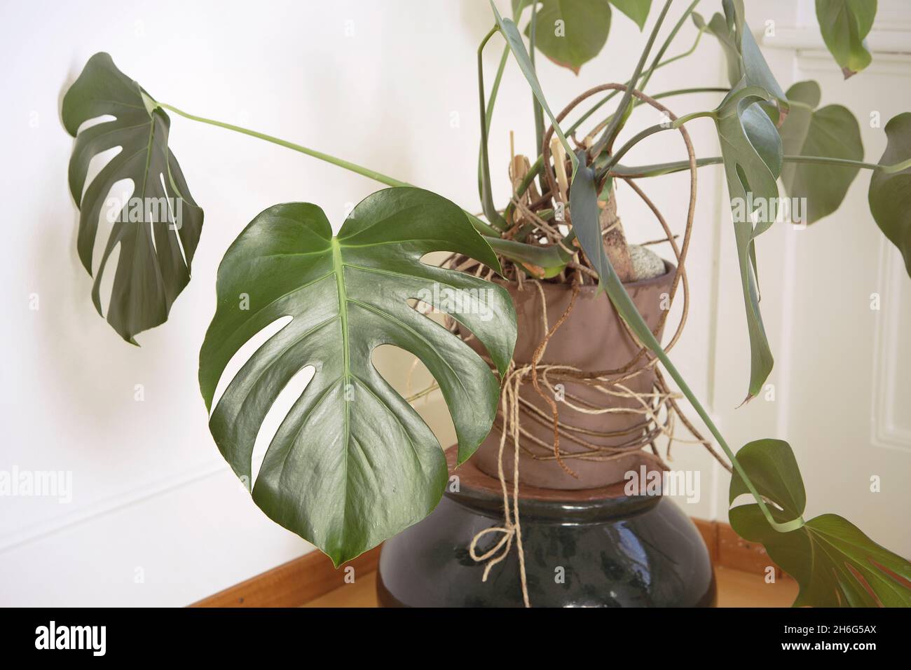 Monstera Pflanze in Topf Nahaufnahme, Topfpflanze Monstera Hauspflanze, große grüne Blätter. Stockfoto