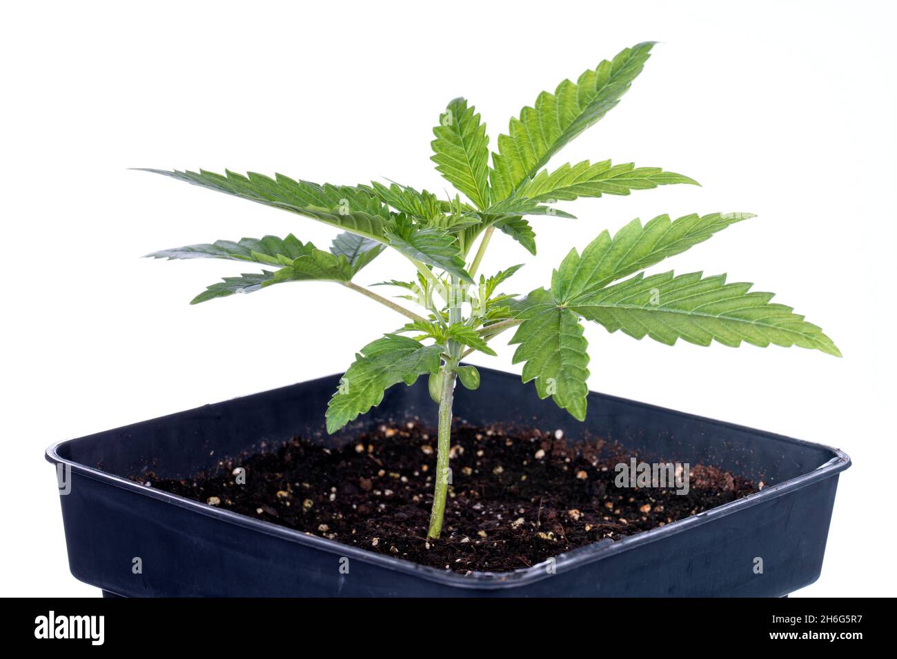 Makrodetail einer kleinen Cannabispflanze von Big Bud, isoliert auf weißem Hintergrund Stockfoto