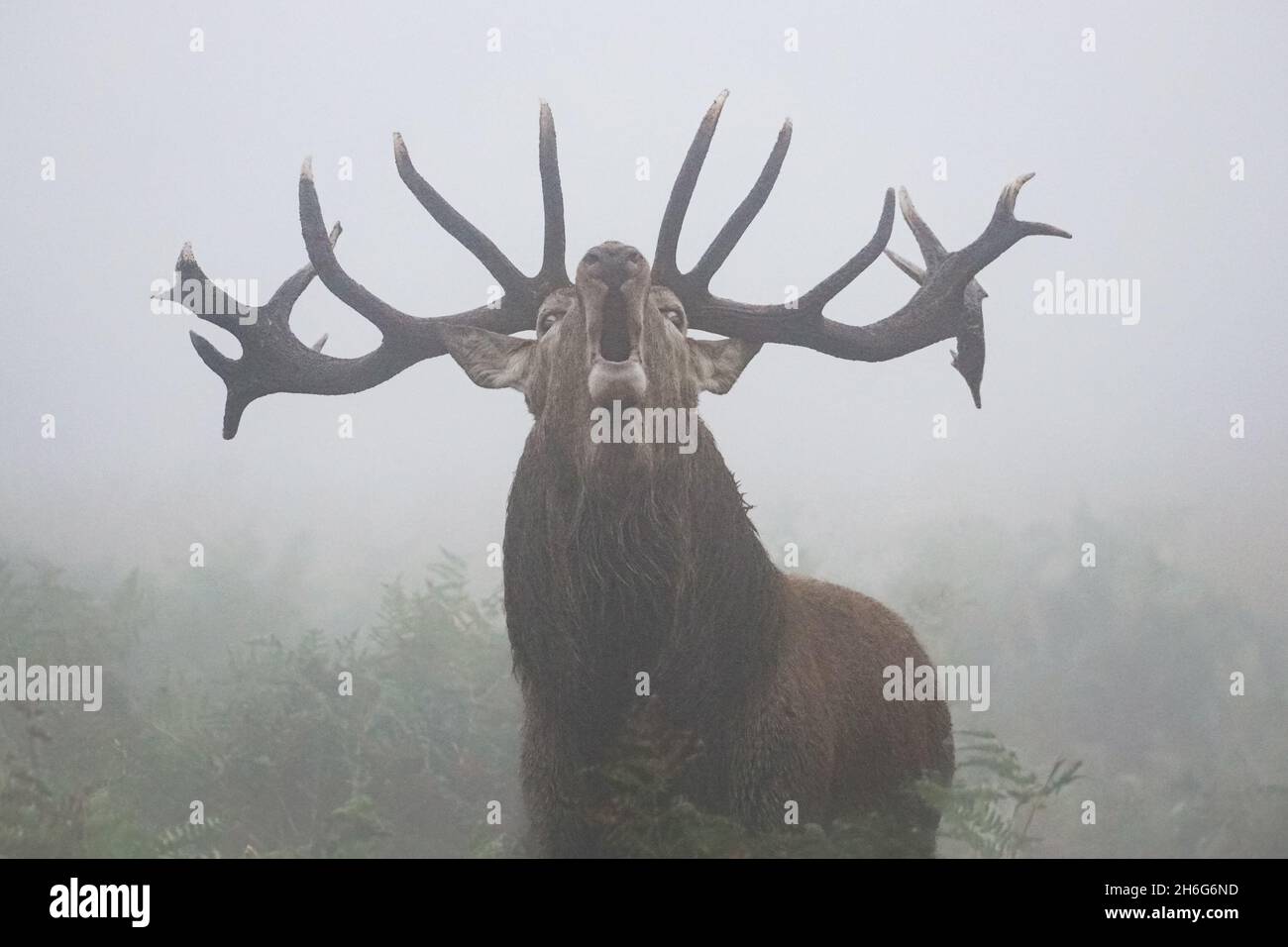 Rothirsch brüllt in dichtem Nebel während der jährlichen Brunftzeit Stockfoto