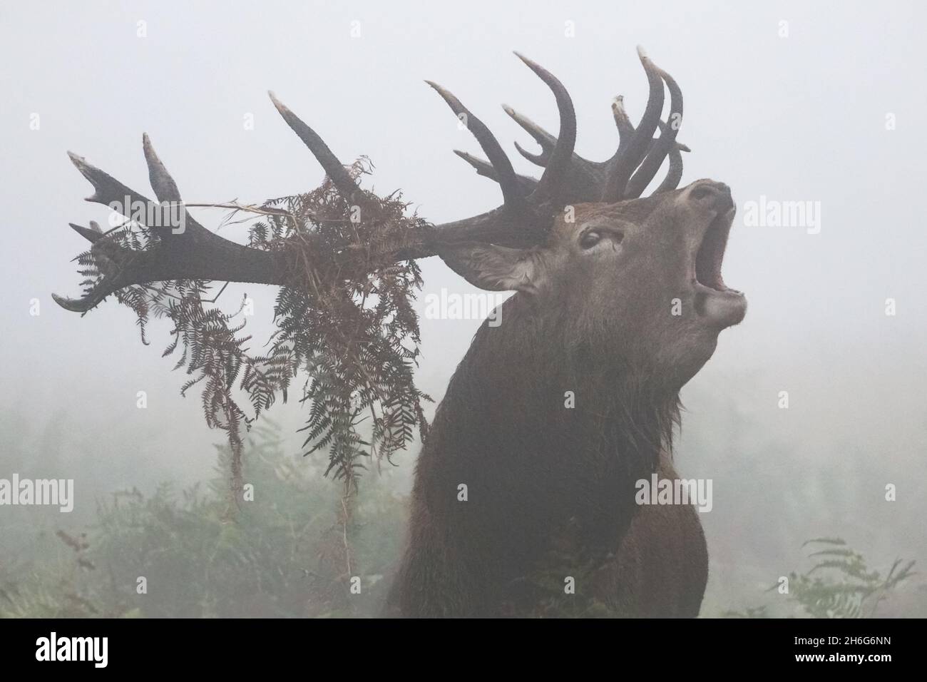 Rothirsch brüllt in dichtem Nebel während der jährlichen Brunftzeit Stockfoto