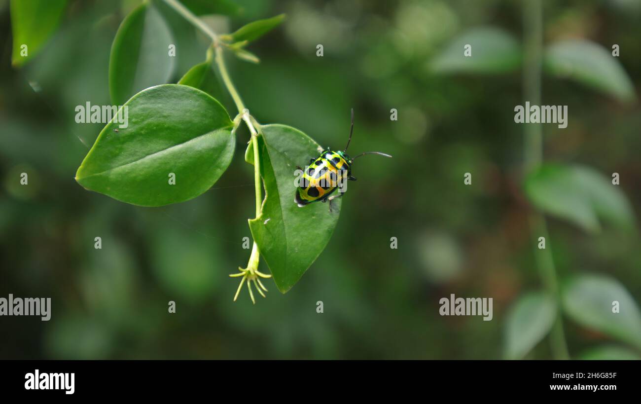 Nahaufnahme eines metallisch-grünen Käfers mit schwarzen Punkten auf einem Blatt im Garten Stockfoto