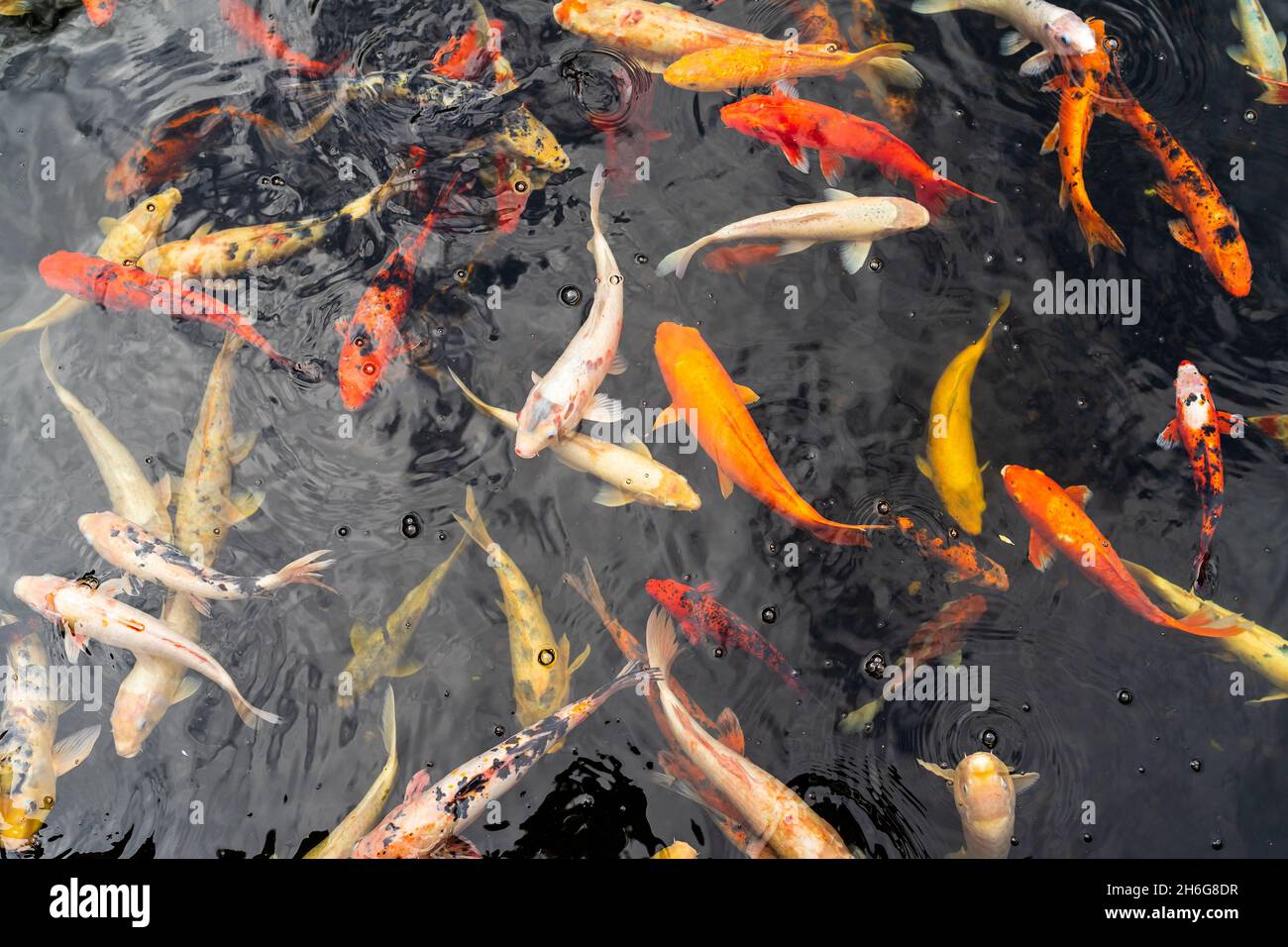 Mehrere Koi (Zierfische, farbige Sorten des Amurkarpfen) schwimmen in einem Teich herum. Stockfoto
