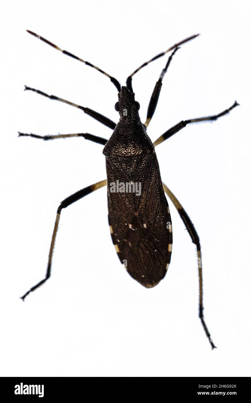 Hemipteros, Insekten in ihrer natürlichen Umgebung. Makrofotografie. Stockfoto
