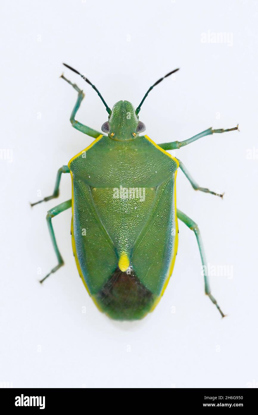 Hemipteros, Insekten in ihrer natürlichen Umgebung. Makrofotografie. Stockfoto