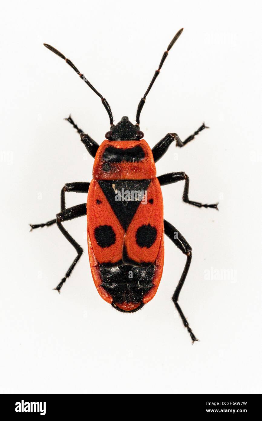 Hemipteros, Insekten in ihrer natürlichen Umgebung. Makrofotografie. Stockfoto