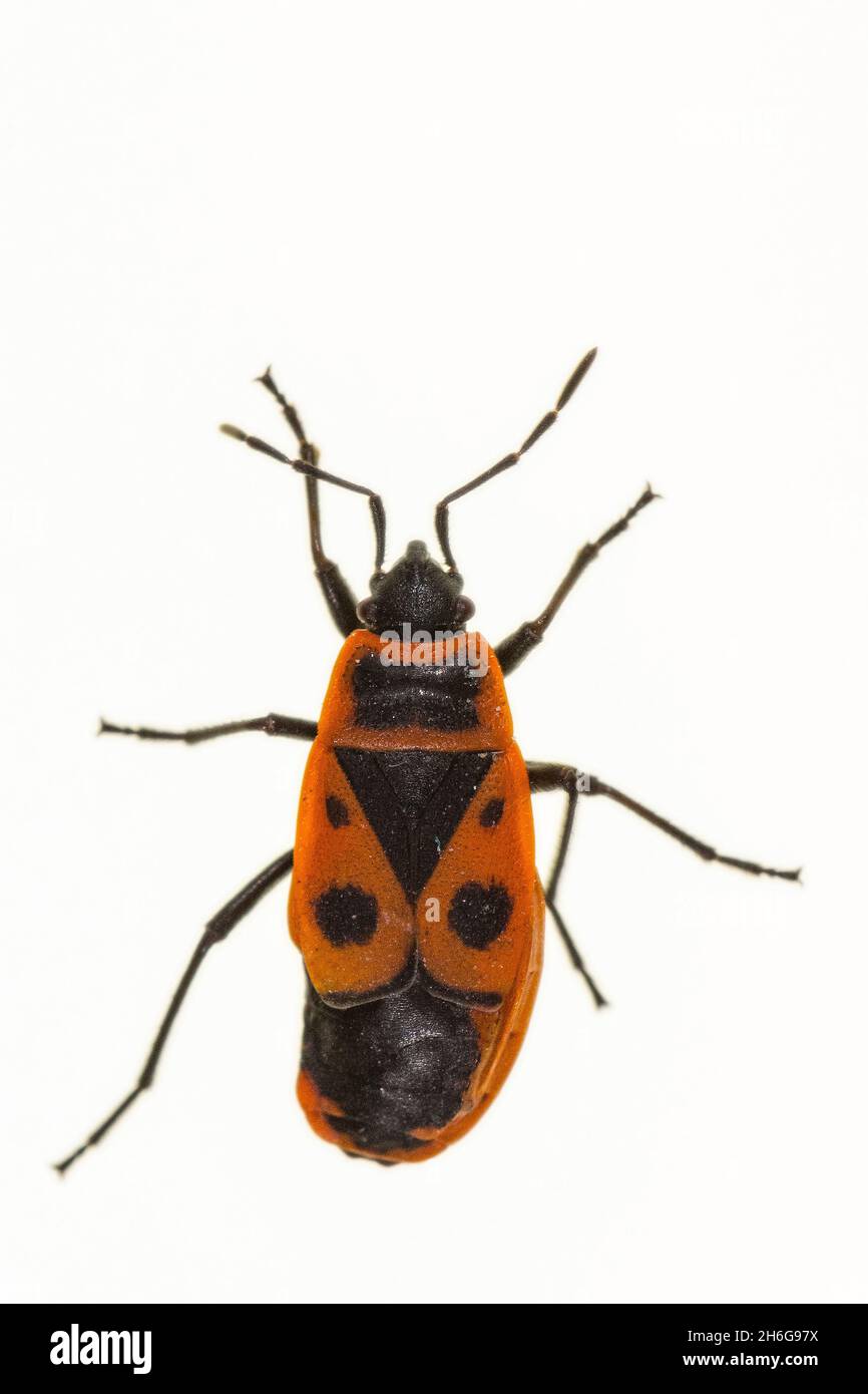 Hemipteros, Insekten in ihrer natürlichen Umgebung. Makrofotografie. Stockfoto