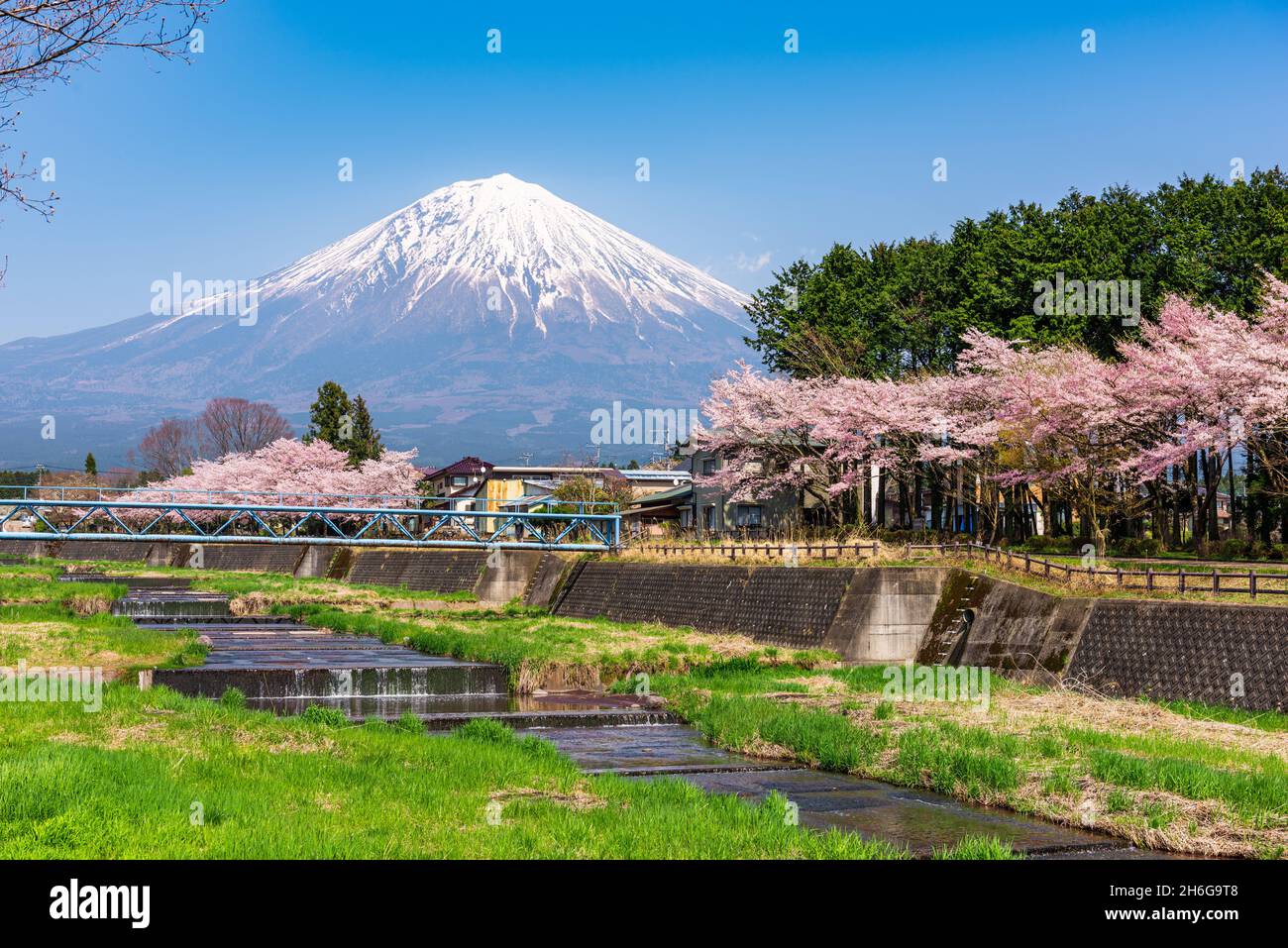 Mt. Fuji von der ländlichen Präfektur Shizuoka aus im Frühling mit Kirschblüten betrachtet. Stockfoto
