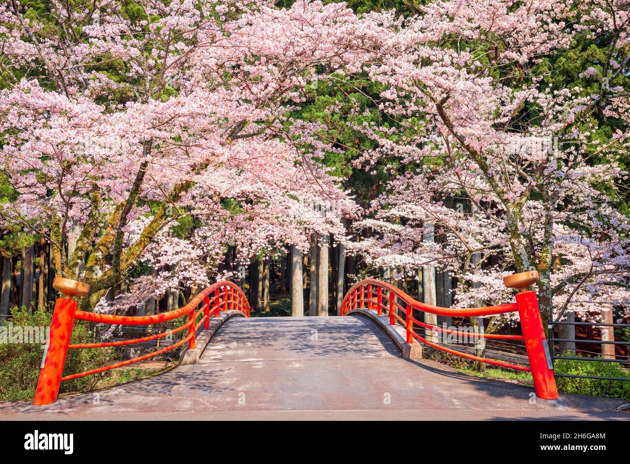 Kamijo, Shizuoka, Japan ländliche Szene mit Kirschblüten und einer traditionellen Brücke. Stockfoto