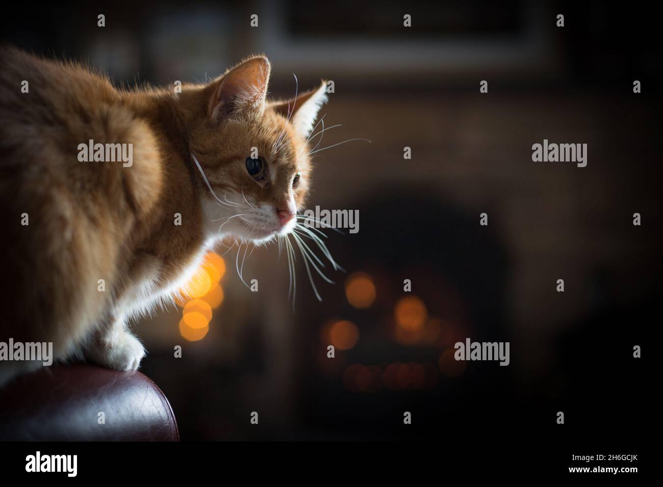 Die weibliche Ingwerkatze saß in der Nähe des warmen Feuers Stockfoto