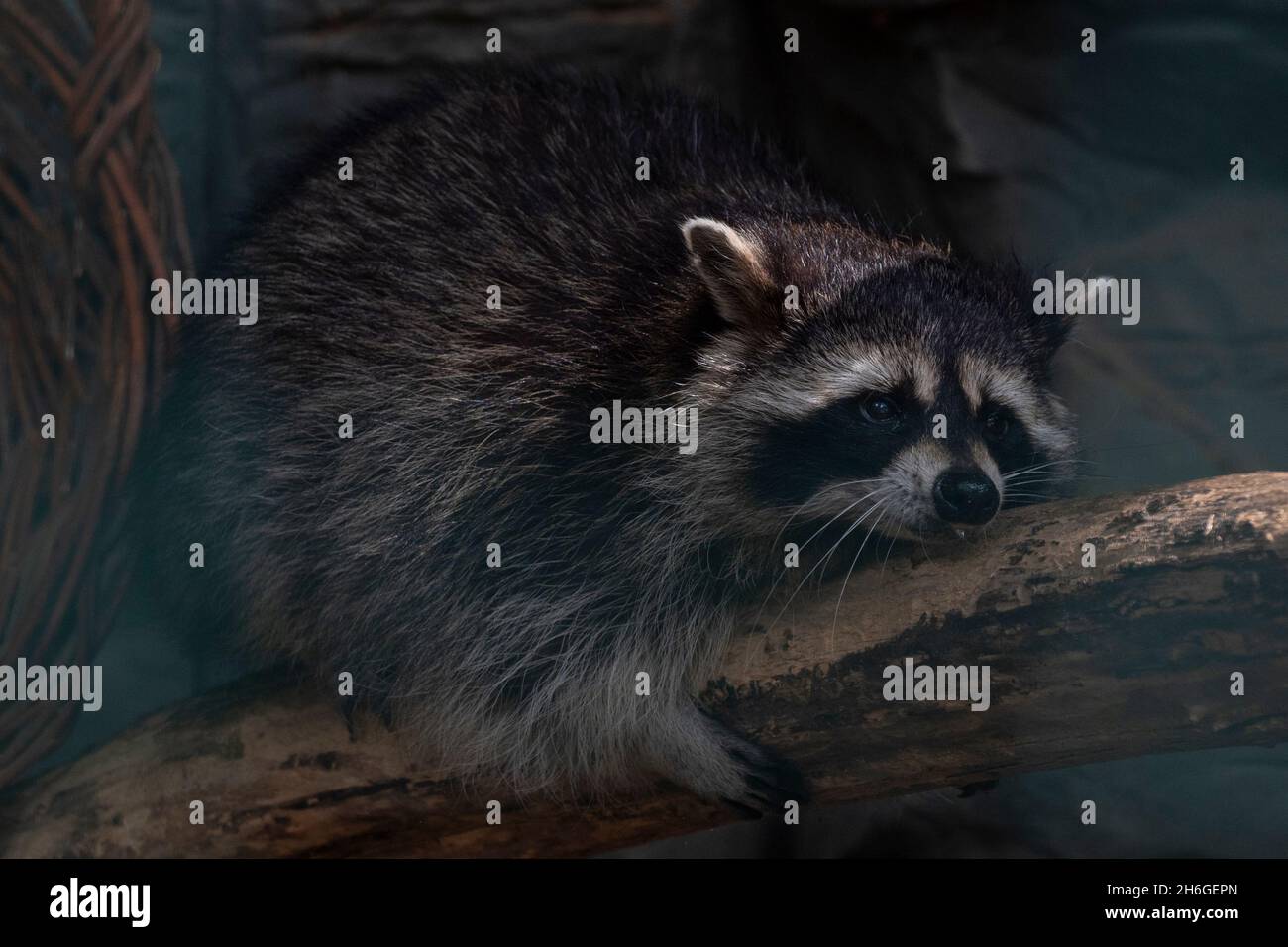 Lustige schöne flauschige niedliche Waschbär Stockfoto