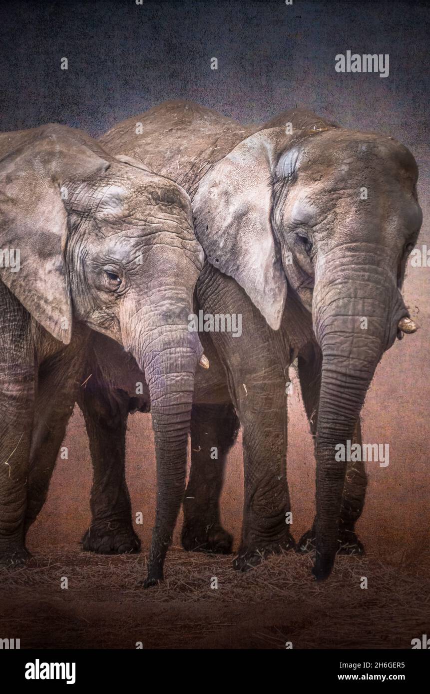 Tierwelt Stockfoto