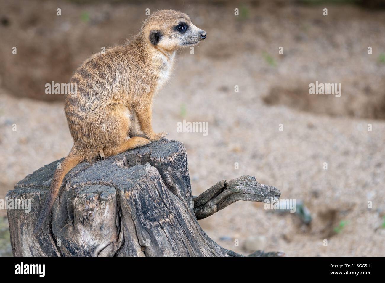Detailansicht von niedlichem Erdmännchen Stockfoto