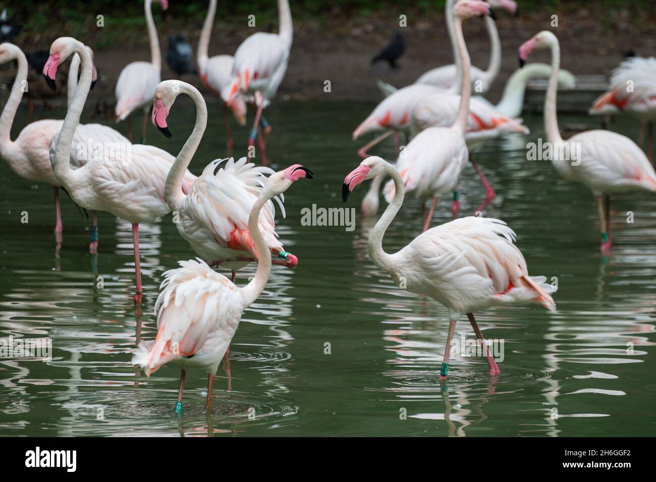 Schöner Vogel Flamingo rosa auf dem See in der Natur Stockfoto