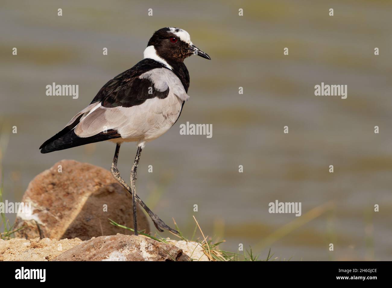Schmied Kiebitz oder Schmied Pfrover - Vanellus armatus ist schwarz-weiß und grau Vogel häufig von Kenia durch Zentral-Tansania nach Süd-A Stockfoto