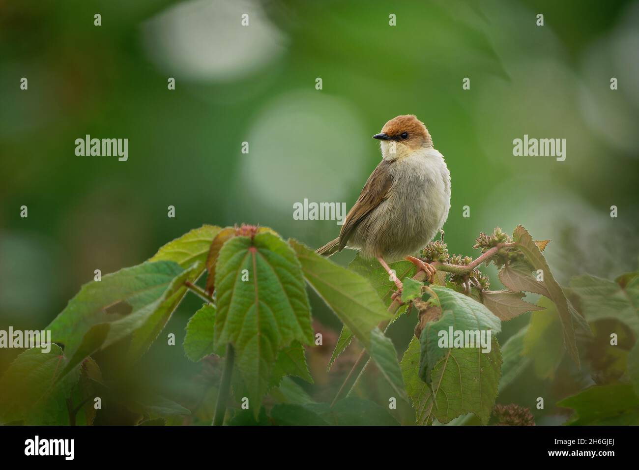 Jäger Cisticola - Cisticola hunteri blassbrauner Vogel in der Familie Cisticolidae, die in Kenia, Tansania und Uganda gefunden wird, sind die Lebensräume tropisch-feuchter Mon Stockfoto