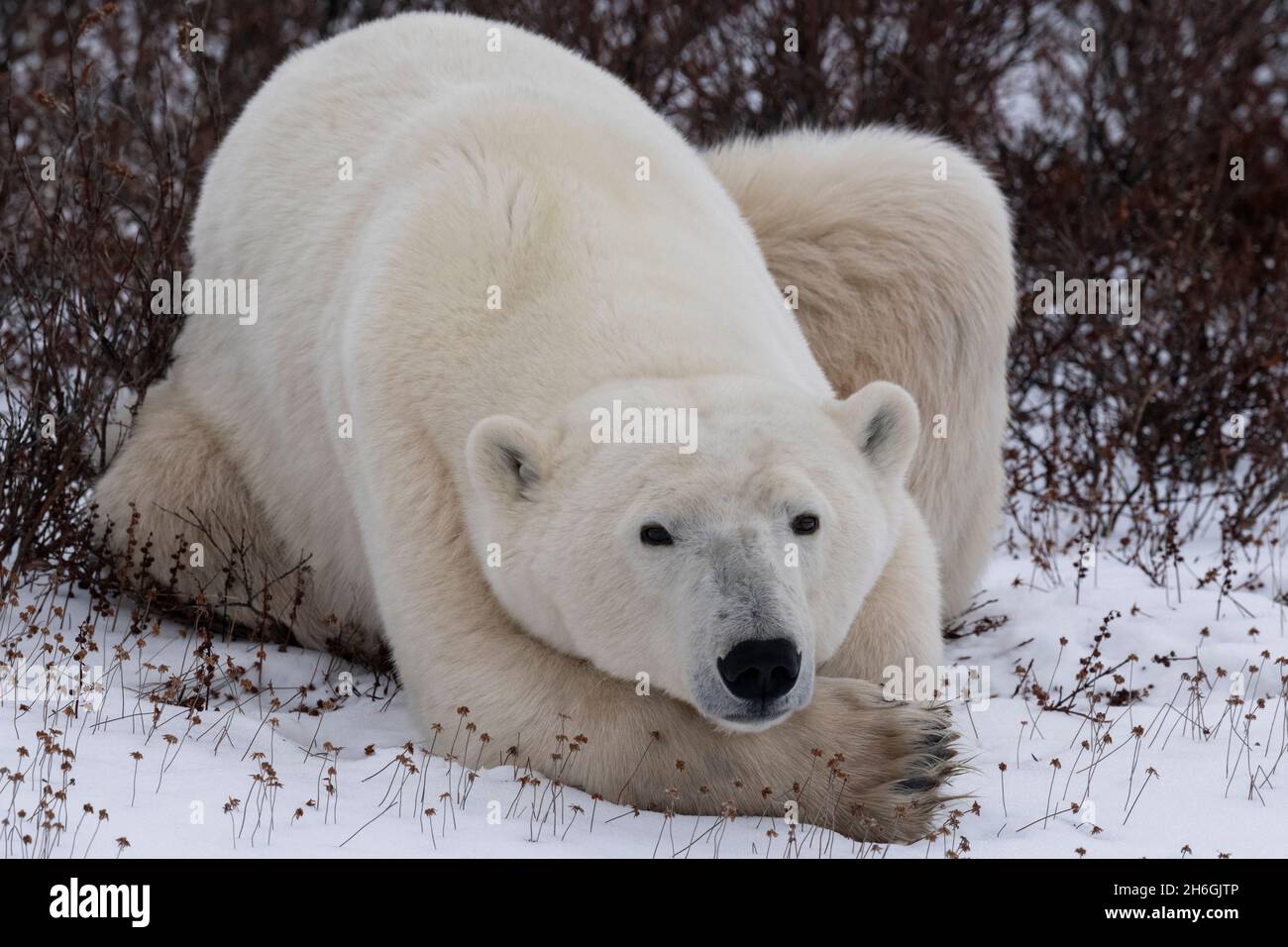 Gefährdete Arten, gefährdet, selten, Stockfoto