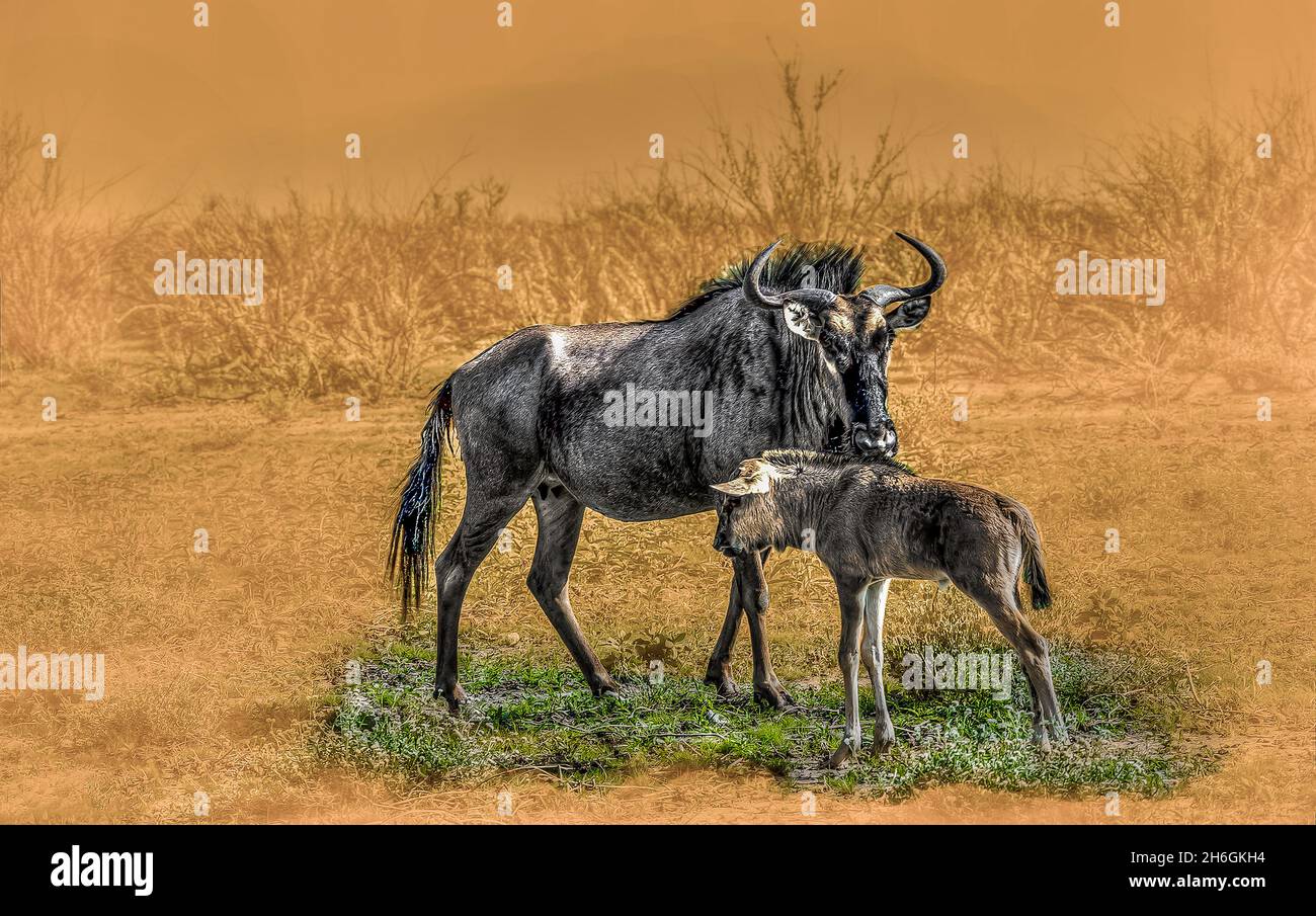 Tierwelt Stockfoto