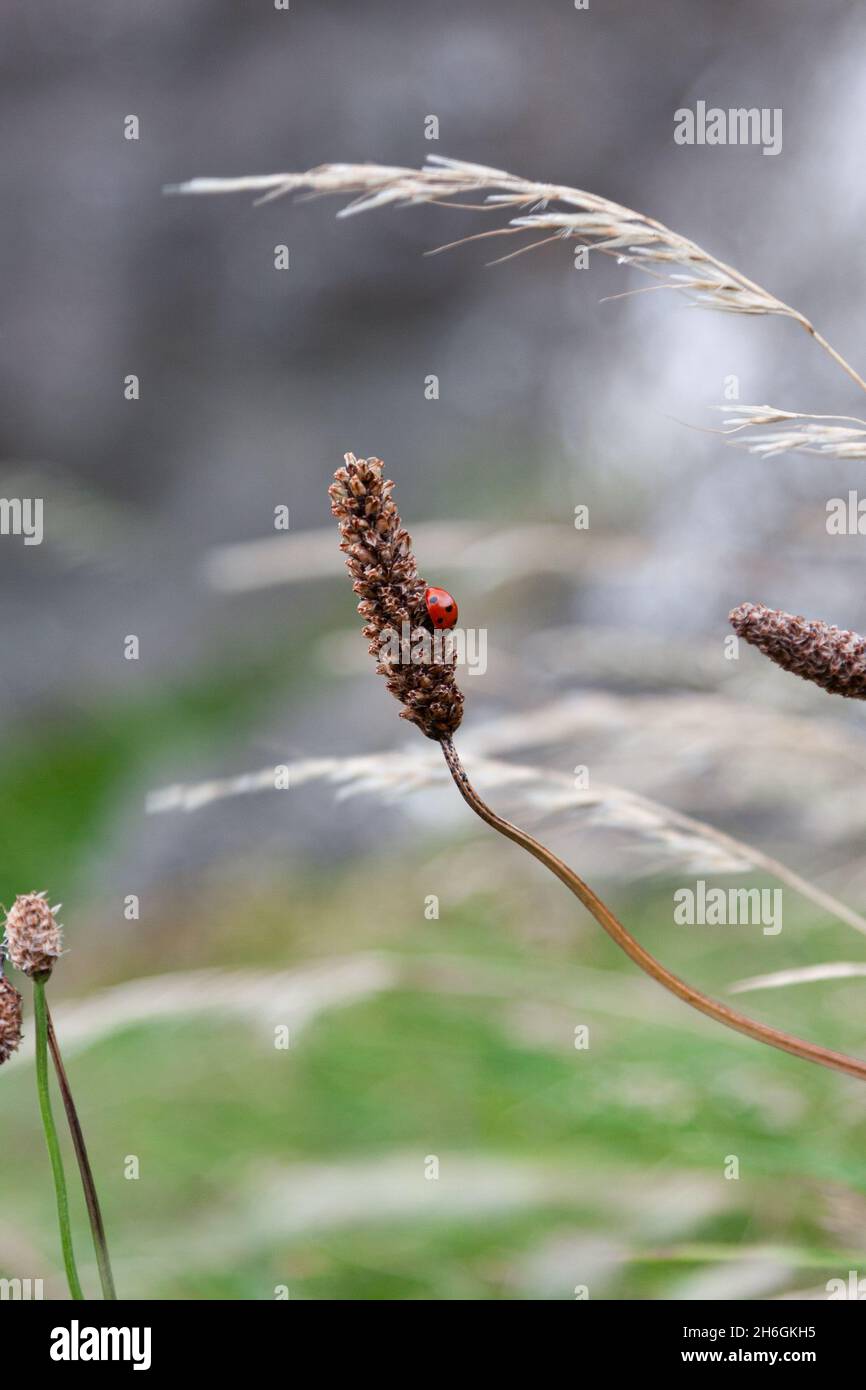 Marienkäfer / Marienkäfer auf Wiesengras nette schottische Natur Stockfoto
