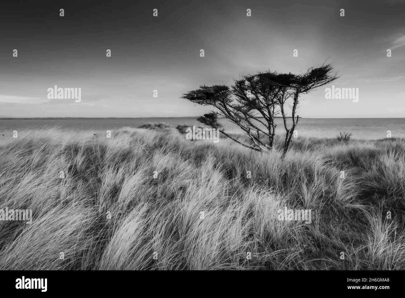 Lone Tree - The Burrow Rosslare Strand Stockfoto