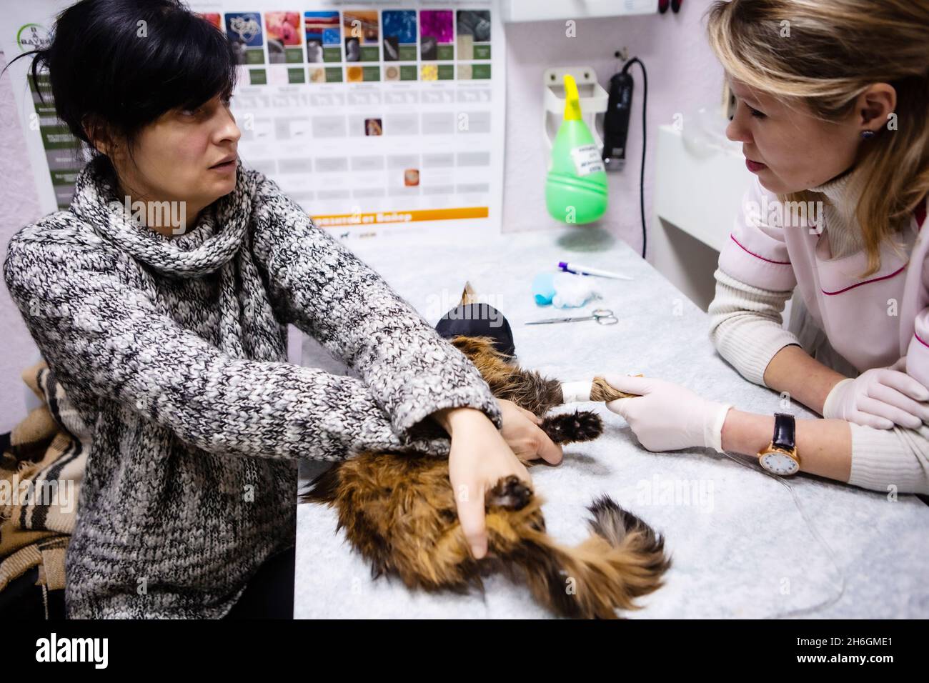 Der Tierarzt in der Kiewer Tierklinik erzählt dem Besitzer der Katze die traurige Wahrheit, als die Dame ihre liebe Katze zur Injektion hielt Stockfoto