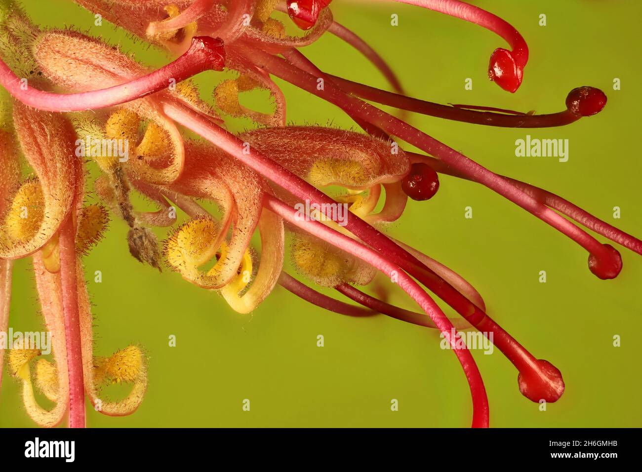 Makroansicht der Grevillea Robyn Gordon Blume.Australische einheimische Pflanze Stockfoto
