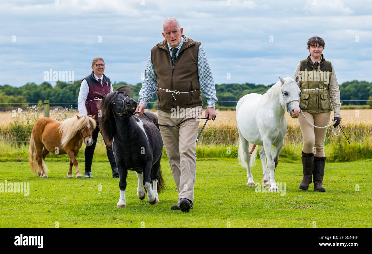 Sommerpferdeschau: Teilnehmer, die Miniatur-Shetland-Ponys und Kleinpferde auf einem Feld führen, East Lothian, Schottland, Großbritannien Stockfoto