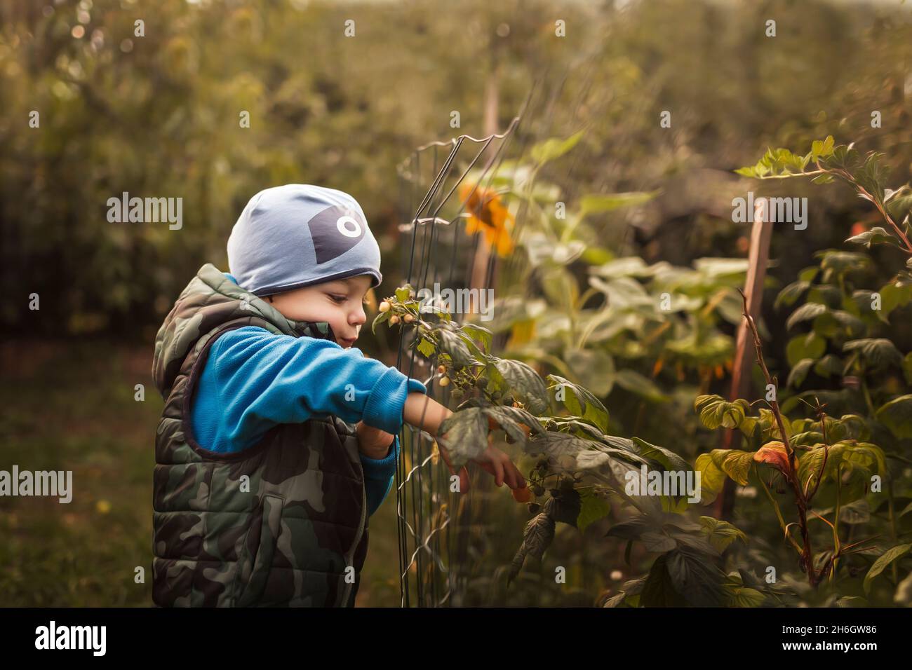 Kleiner Junge, der gelbe Himbeeren im Garten durch das Netz aufsammeln kann Stockfoto