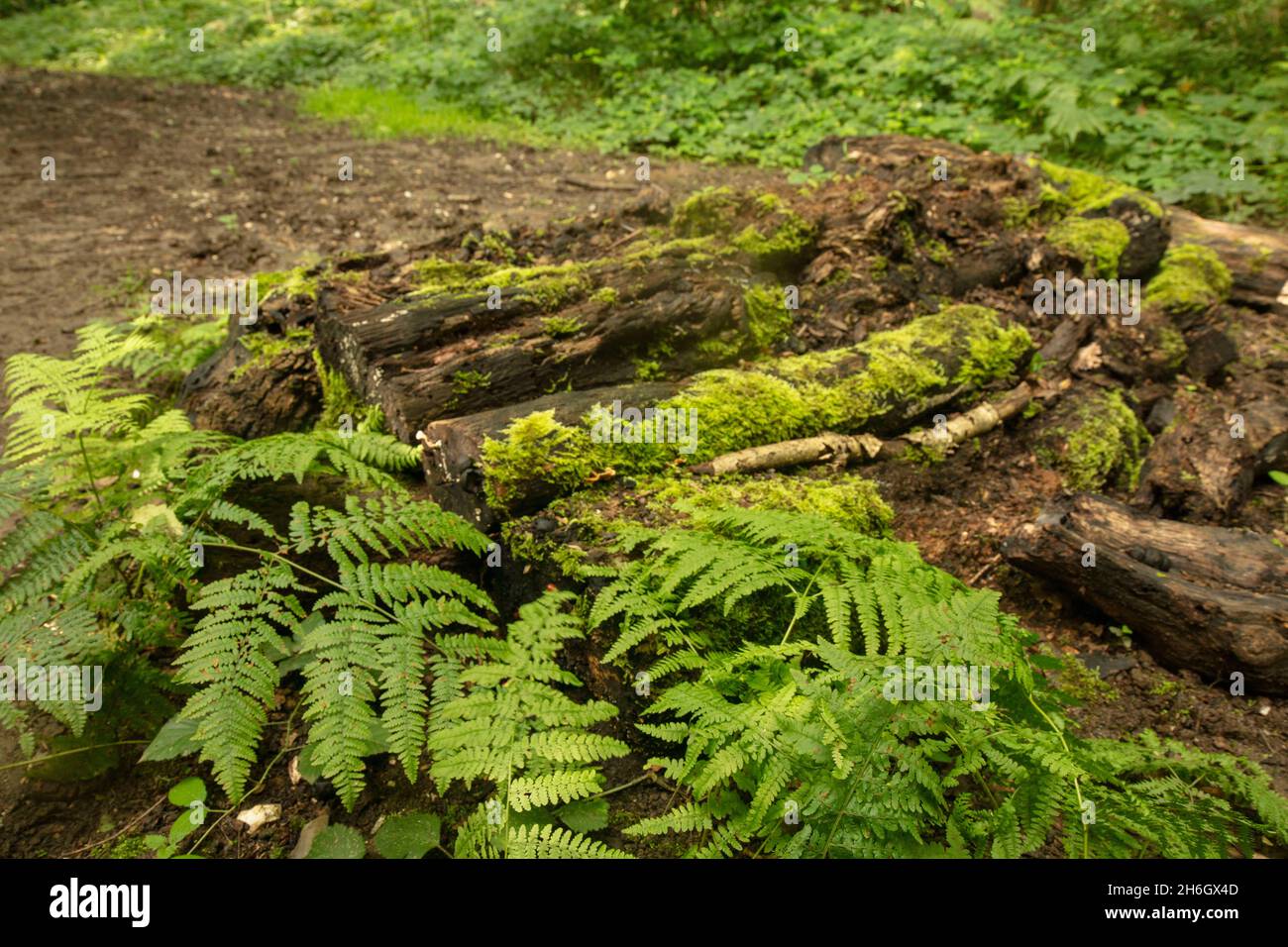 Palliative intime Farnlandschaft in grüner Waldlandschaft. Natürliches Umweltporträt aus nächster Nähe Stockfoto