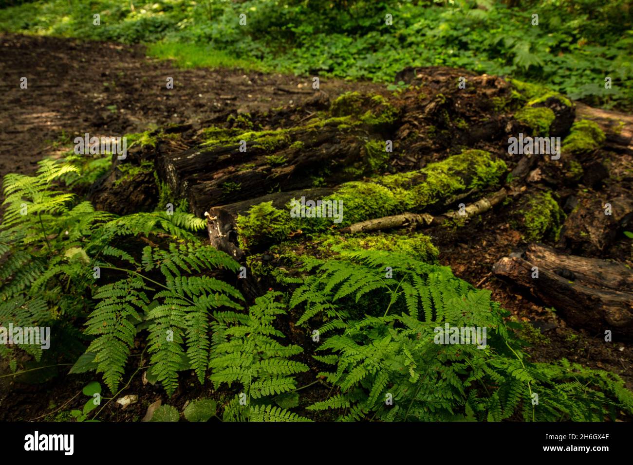 Palliative intime Farnlandschaft in grüner Waldlandschaft. Natürliches Umweltporträt aus nächster Nähe Stockfoto