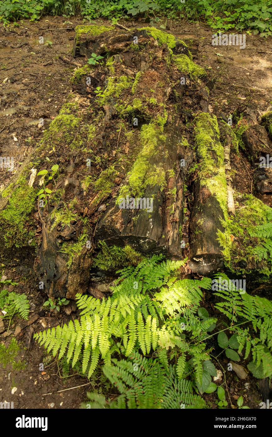 Palliative intime Farnlandschaft in grüner Waldlandschaft. Natürliches Umweltporträt aus nächster Nähe Stockfoto